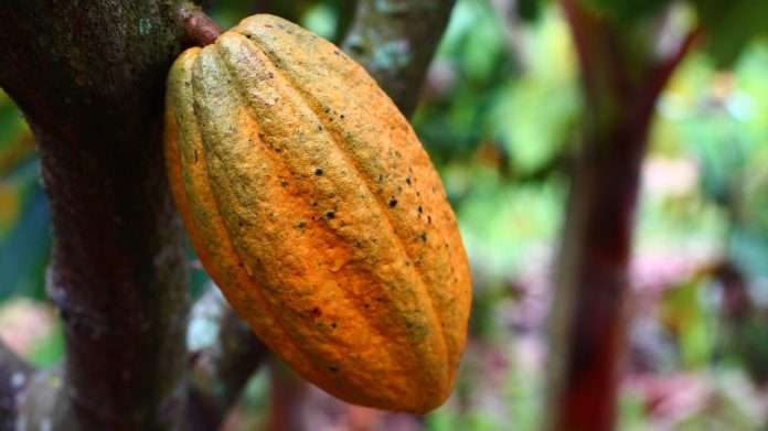 Exportaciones de cacao venezolano consolidan liderazgo agrícola en mercados internacionales